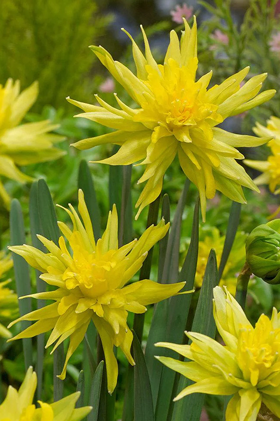 Bulbi Narcise - Pachet Promotional Mixt - 10 buc