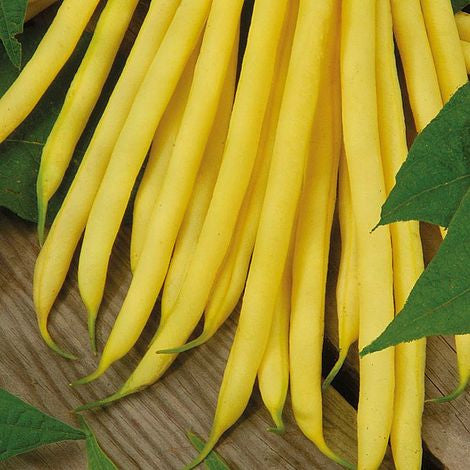 Seminte de Fasole Oloaga "Maxidor",50 gr