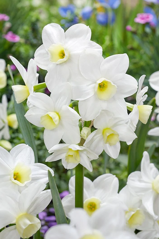 Bulbi Narcise - Pachet Promotional Mixt - 10 buc