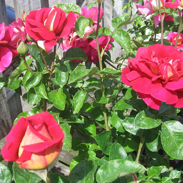 Trandafiri Butasi Teahibrizi - Kronenburg - 1 buc