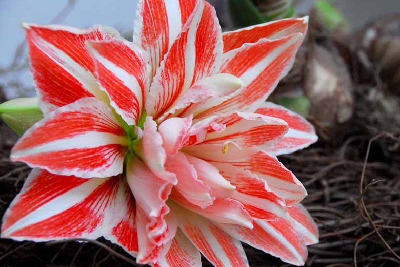 Bulbi Amarillys - Pachet Promotional Mixt - 15 buc