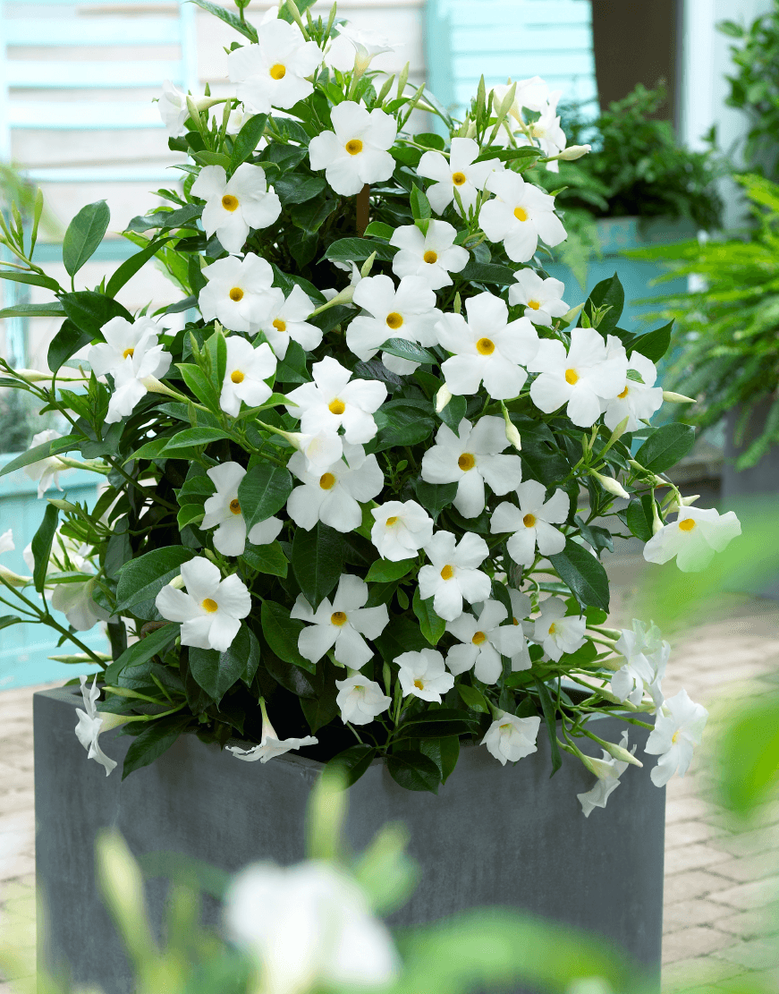 Plante Ornamentale - Dipladenia Alba - Ghiveci - 1 buc