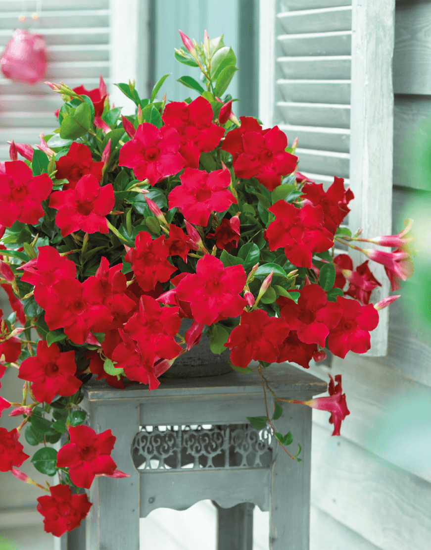 Plante Ornamentale - Dipladenia Rosie - Ghiveci - 1 buc