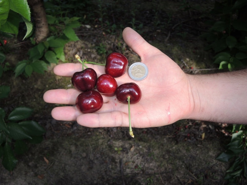 Pomi Fructiferi - Cires - Sweet Aryana - Anul 2 - 1 buc