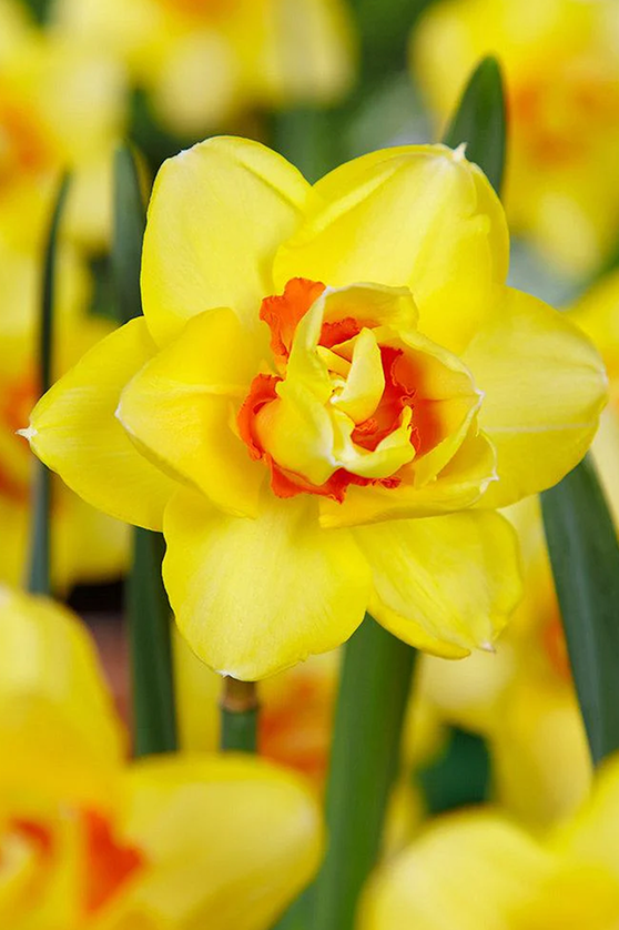 Bulbi Narcise - Pachet Promotional Mixt - 10 buc