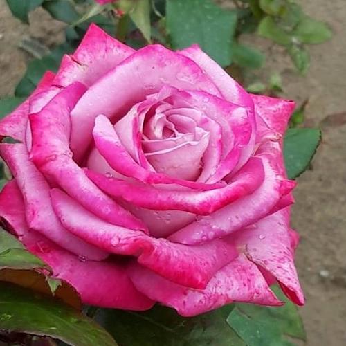 Trandafiri Butasi Teahibrizi - Alinka - 1 buc