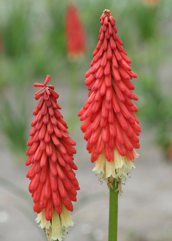 Plante Ornamentale - Bulbi de Kniphofia - Amazing Fun - Crinul Faclie