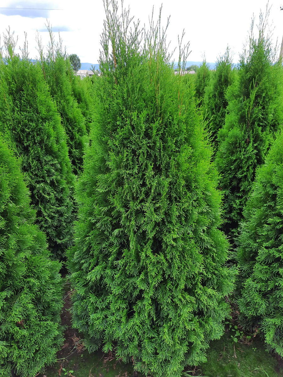 Tuia Smaragd la Ghiveci de 2 litri, 1 Bucata