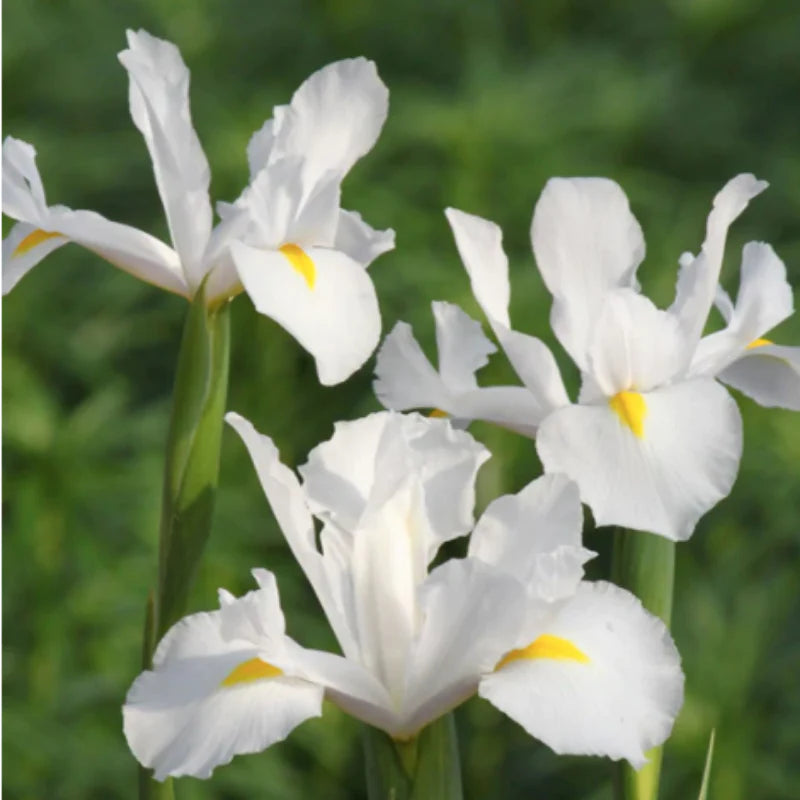 Bulbi de Iris - Casablanca - 3 buc