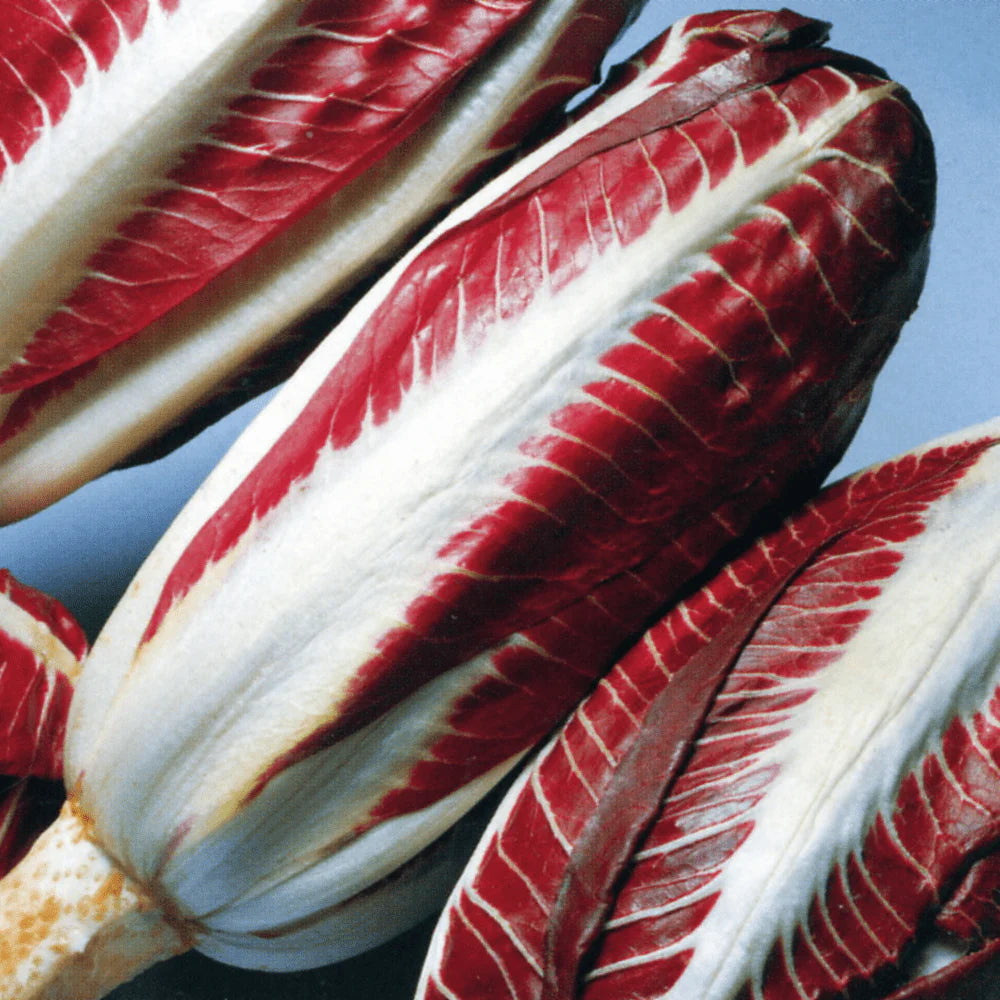 Seminte de Cicoare "Red Treviso Early", 5 gr