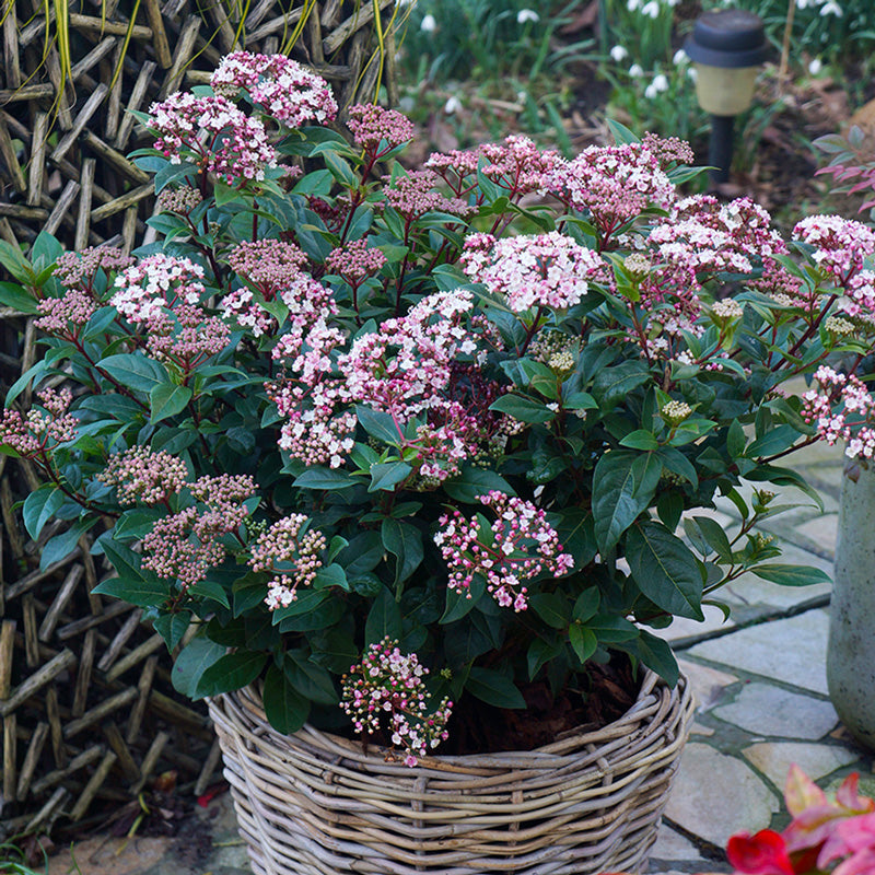 Plante Ornamentale - Viburnum - Spirit