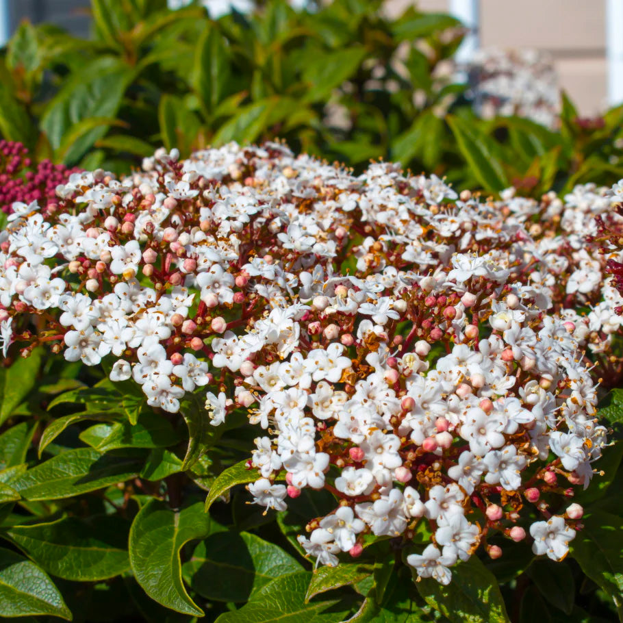 Plante Ornamentale - Viburnum - Spirit