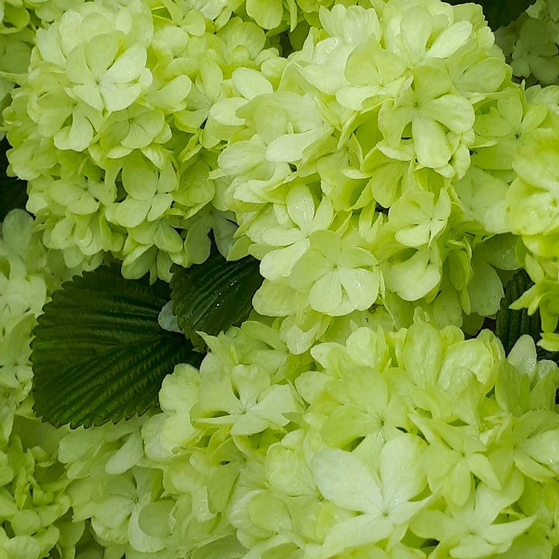 Plante Ornamentale - Viburnum - Magical Spring Glory