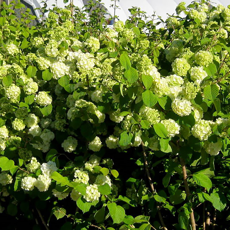 Plante Ornamentale - Viburnum - Magical Spring Glory