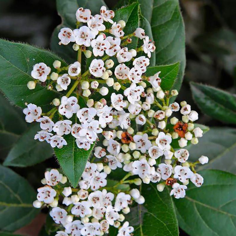 Plante Ornamentale - Viburnum - Tinus