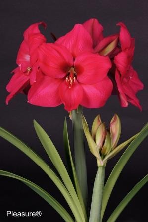 Bulbi Amarillys - Pachet Promotional Mixt - 9 buc