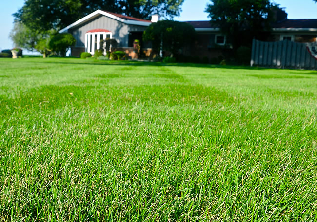 Senimnte de Gazon Blue Wave , 1 kg