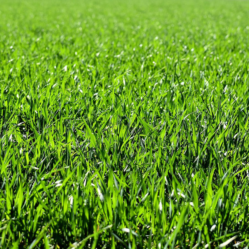 Seminte de Gazon Umbra , 1 kg