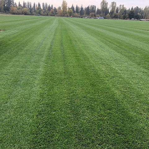 Seminte de Gazon Sport , 1 kg