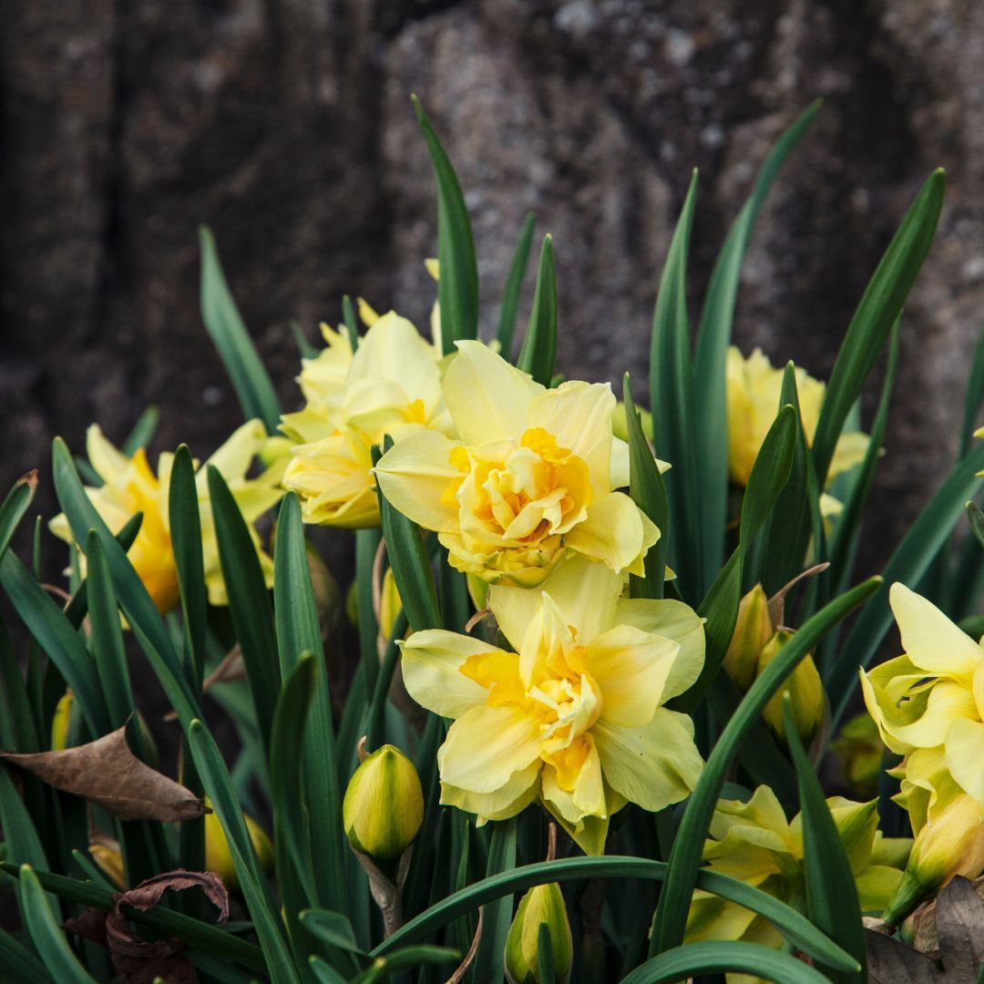 Bulbi Narcise - Safina - 2 buc