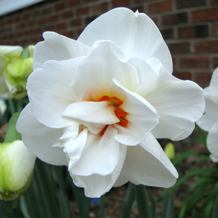 Bulbi Narcise - Acropolis - 2 buc