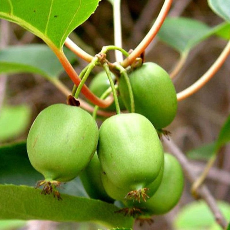 Pomi Fructiferi - Kiwi Issai - Actinidia Arguta Issai - Ghiveci - 1 buc
