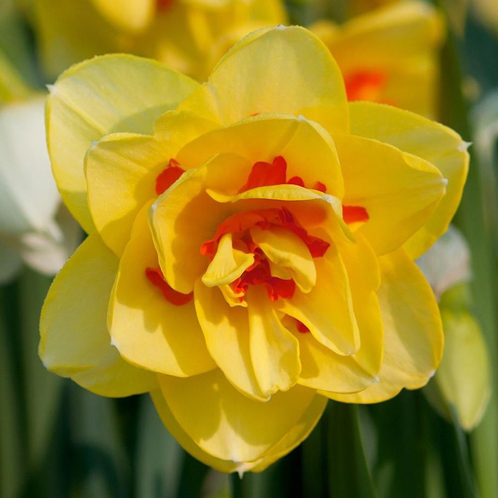 Bulbi Narcise - Berlin - 2 buc