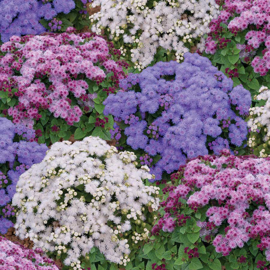Seminte de Ageratum Mexicanum "Pufuleti"