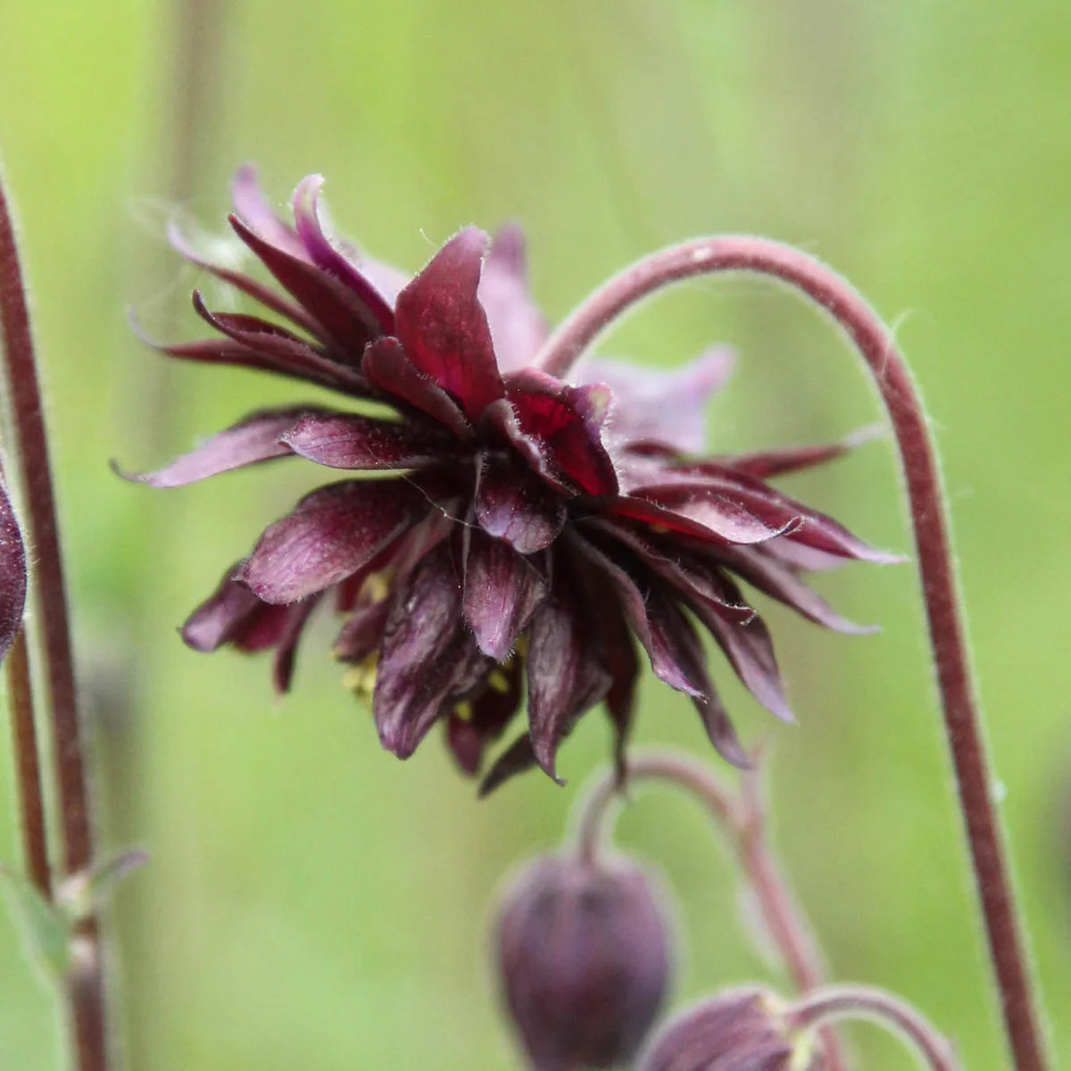 Bulbi de Caldaruse Aquilegia "Black Barlow", 1 Bucata, la ghiveci