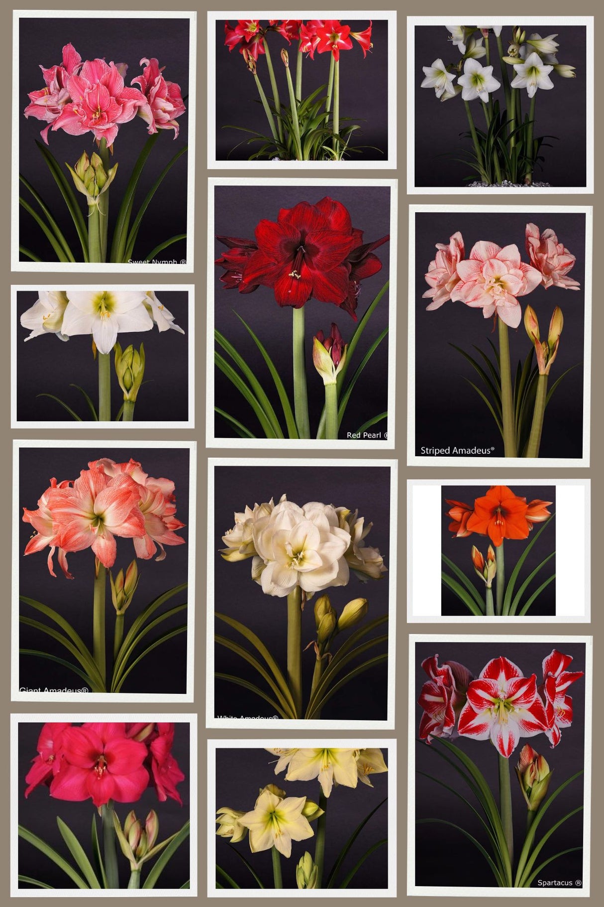 Bulbi Amarillys - Pachet Promotional Mixt - 9 buc