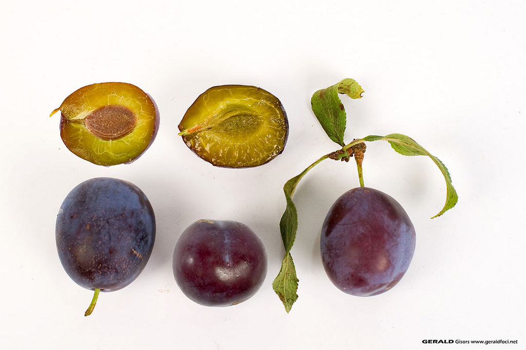 Pomi Fructiferi - Prun - Anna Spath - Anul 2 - 1 buc