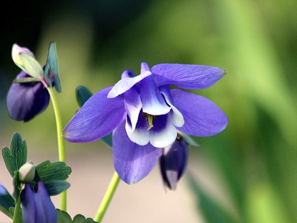 Bulbi de Caldaruse Aquilegia "Spring Magic Navy and White", 1 Bucata, la ghiveci