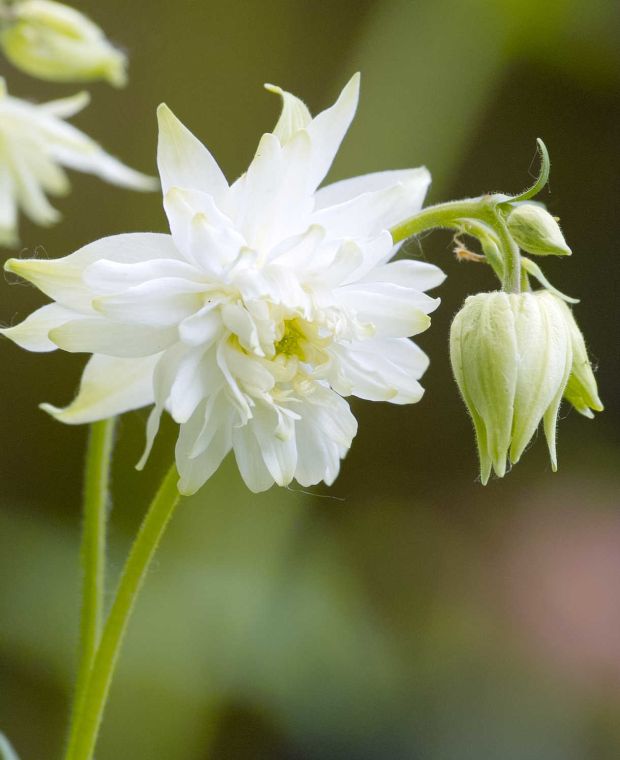 Bulbi de Caldaruse Aquilegia "White Barlow Vulgaris I", 1 Bucata, la ghiveci