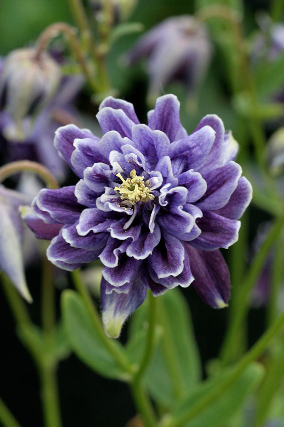 Bulbi de Caldaruse Aquilegia "Barlow Vulgaris I", 1 Bucata, la ghiveci