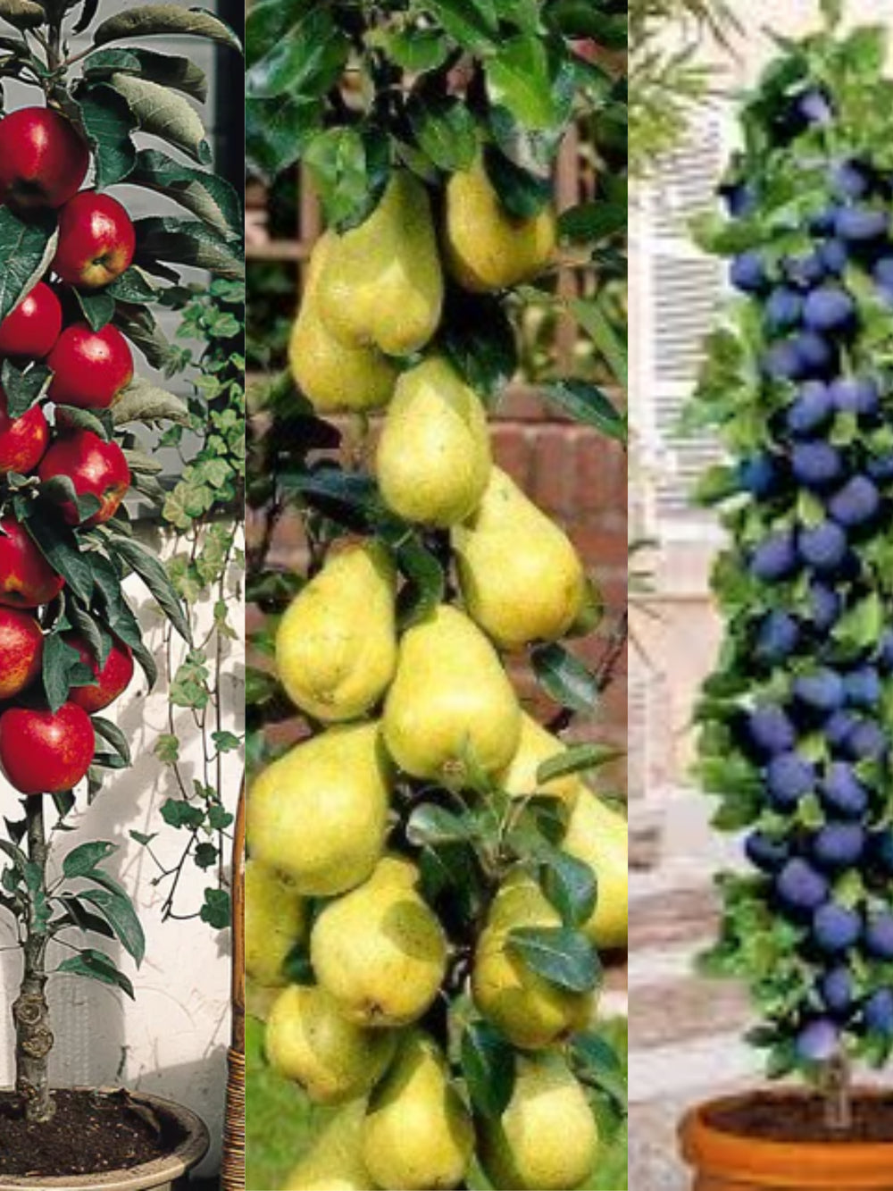 arbusti fructiferi mix columnari