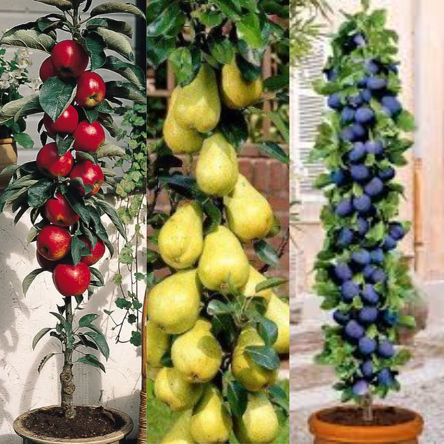 arbusti fructiferi mix columnari