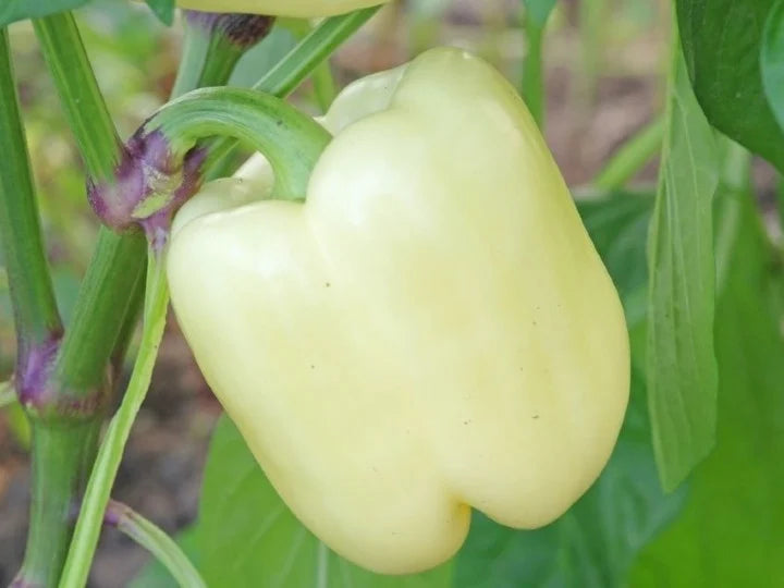 Seminte de Ardei Gras "Getic", 5g