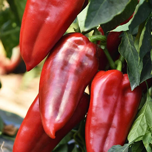 Seminte de Ardei Kapia "Ureche de Elefant", 0.4 gr