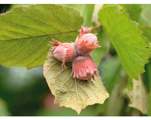 Pomi Fructiferi - Alun Tonda Gentile - Anul 3 - 1 buc