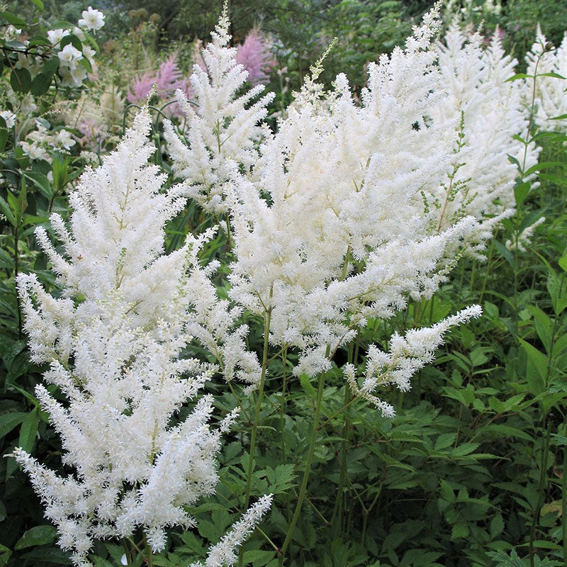 Bulbi Astilbe - Diamant - Alb - 1 buc - Ghiveci