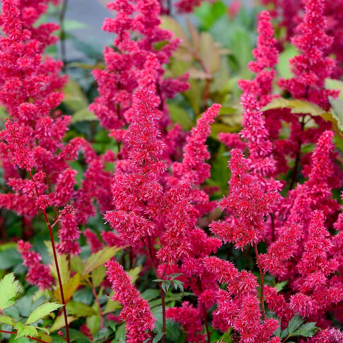 Bulbi Astilbe - Fanal - Rosu - Rozaliu - 1 buc - Ghiveci