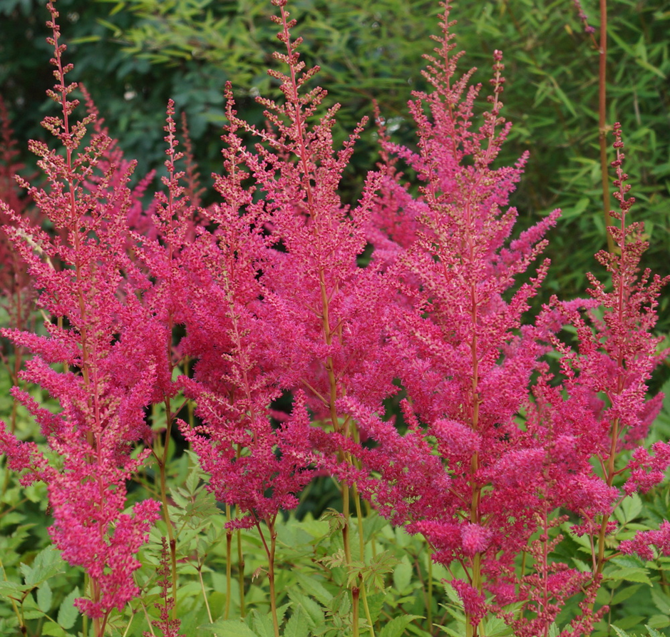 Bulbi Astilbe - Granat - Roz Inchis - 1 buc - Ghiveci
