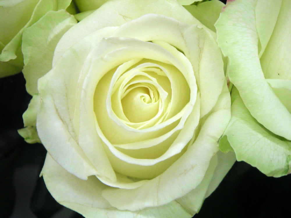 Trandafiri Butasi Teahibrizi - Avalanche - 1 buc