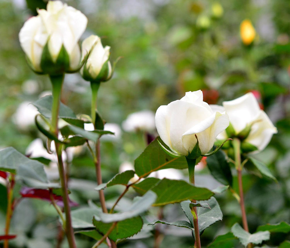 Trandafiri Butasi Teahibrizi - Avalanche - 1 buc