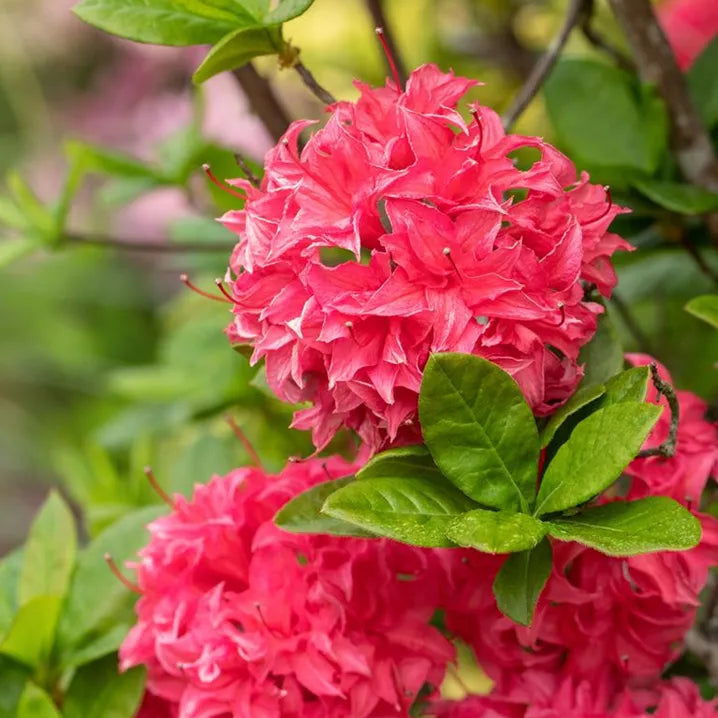 Azalea ''Homebush'', la ghiveci