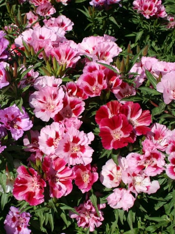 Seminte de Godetia Grandiflora "Azalee"