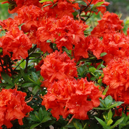 Azalea ''Gibraltar'', la ghiveci
