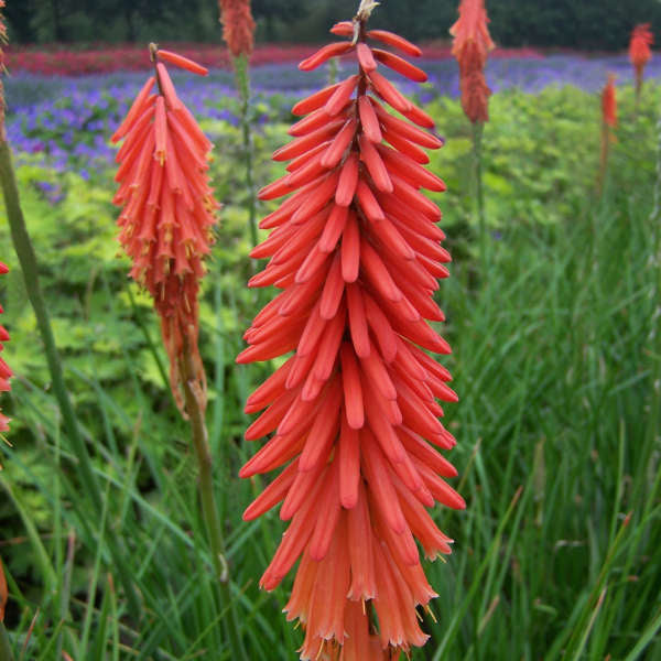 Plante Ornamentale - Bulbi de Kniphofia - Red Rocket - Crinul Faclie
