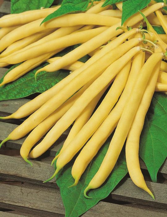 Seminte de Fasole Urcatoare "Kentucky Wonder Wax"