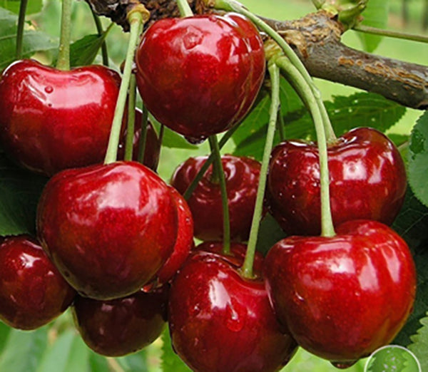 Pomi Fructiferi - Cires - Bigarreau Burlat - Anul 2 - 1 buc